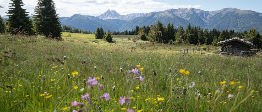 Find your accommodation in South Tyrol The picture shows a vast, blooming meadow with colorful wildflowers in the foreground. In the background, wooded hills and majestic mountains are visible under a slightly cloudy blue sky, with a small wooden cabin on the right.