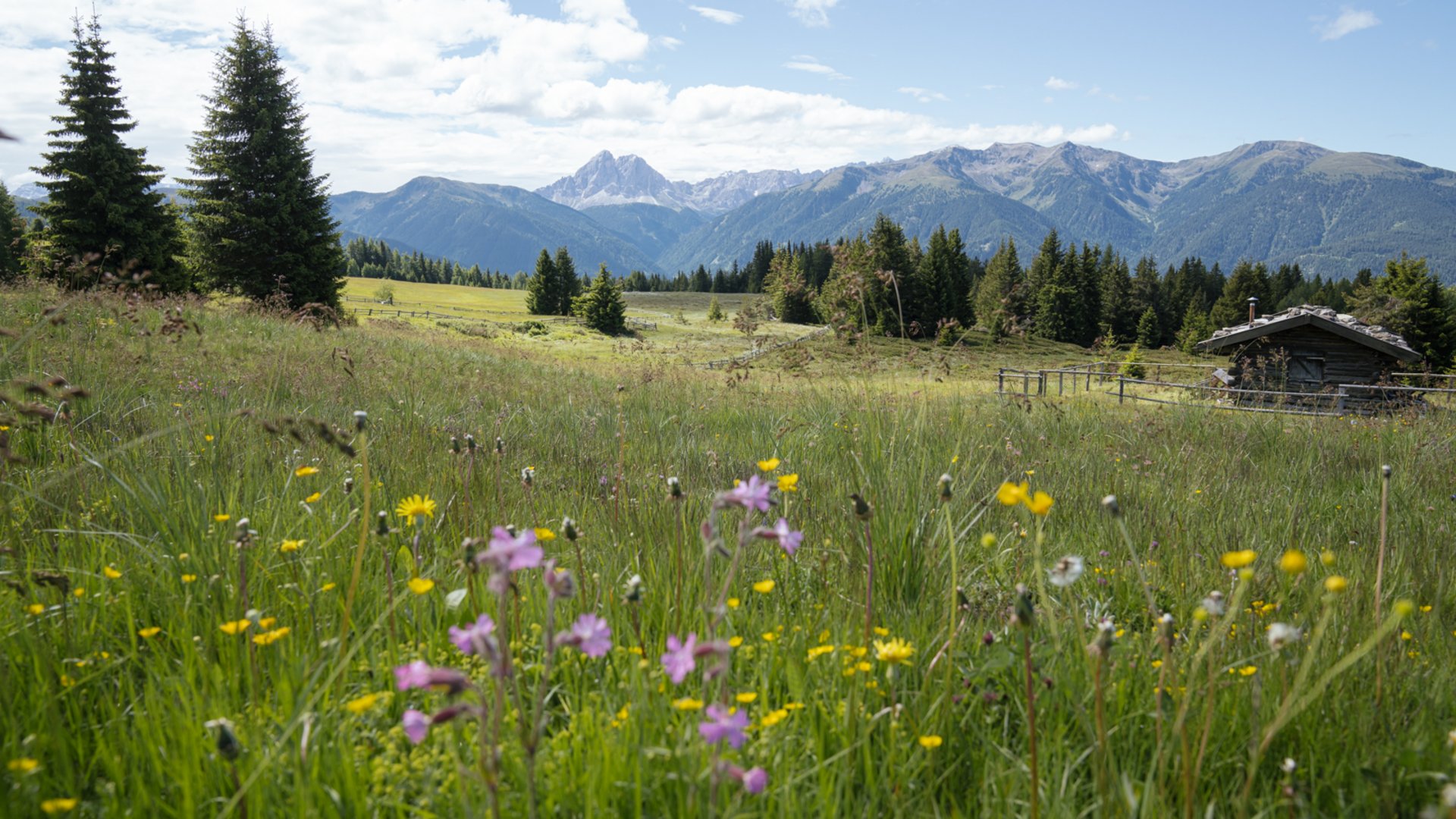 De Rodenecker-Lüsner Alm De foto toont een uitgestrekte, bloeiende weide met kleurrijke wilde bloemen op de voorgrond. Op de achtergrond zijn beboste heuvels en majestueuze bergen te zien onder een lichtbewolkte blauwe lucht, rechts staat een kleine houten hut.