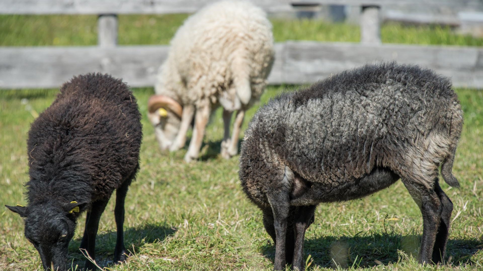 Der Erlebnispark Jochtal Zwei schwarze Schafe und ein weißes Schaf auf einer Wiese