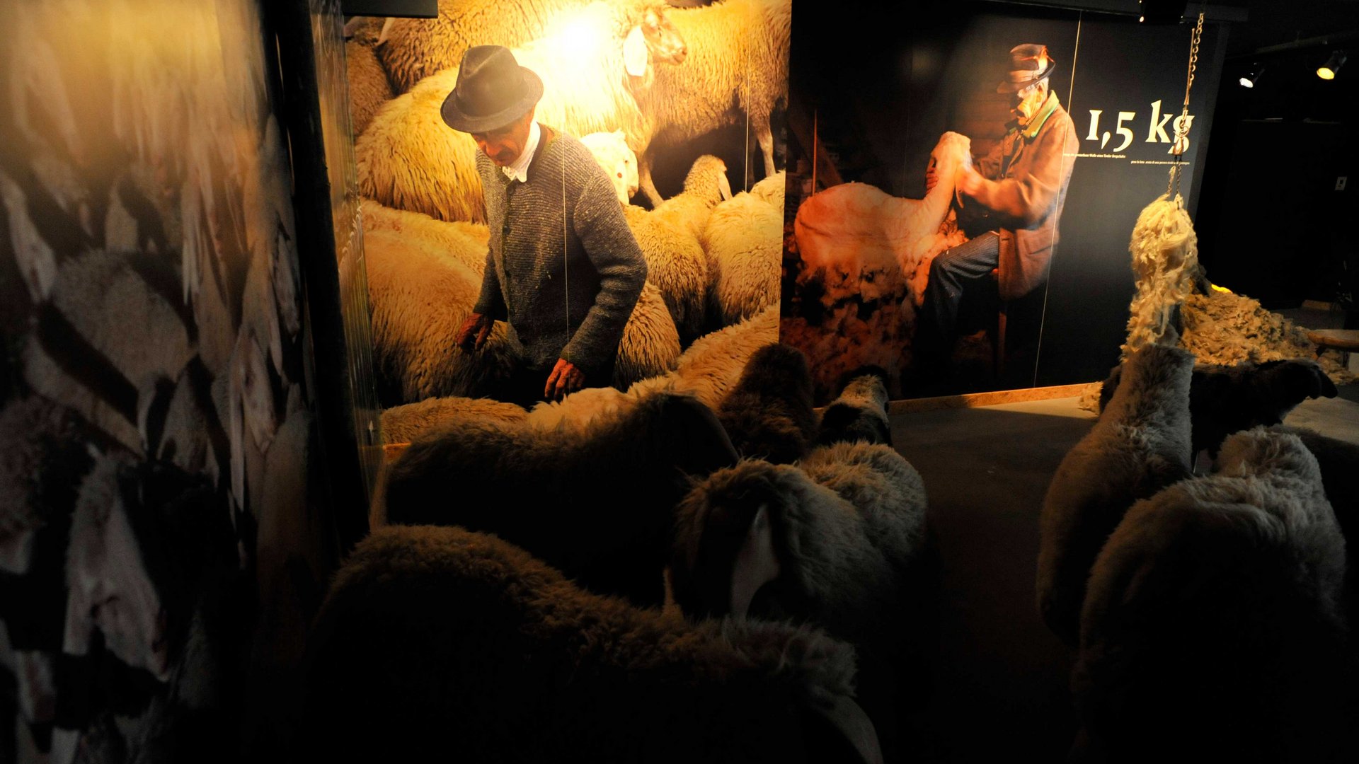 Zážitkový svět lodenu ve Vintlu/Pustertal Obrázek ukazuje výstavní scénu s životními replikami ovcí. Na stěnách jsou velké fotografie pastýře, který se stará o své ovce. Scéna je slabě osvětlená, což zdůrazňuje detaily ovcí a pastýře.