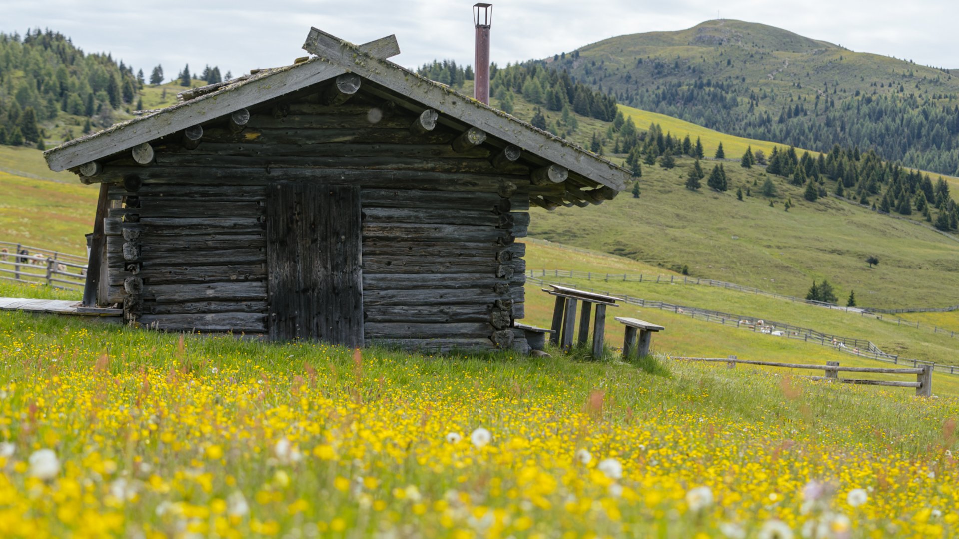 Nejkrásnější turistické trasy pohořím Dolomity Obrázek ukazuje starou dřevěnou chatu stojící na rozkvetlé louce plné žlutých květin. V pozadí jsou vidět mírné zelené kopce a husté lesy pod mírně zataženou oblohou.