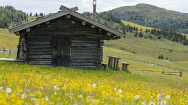 Nejkrásnější turistické trasy pohořím Dolomity Obrázek ukazuje starou dřevěnou chatu stojící na rozkvetlé louce plné žlutých květin. V pozadí jsou vidět mírné zelené kopce a husté lesy pod mírně zataženou oblohou.