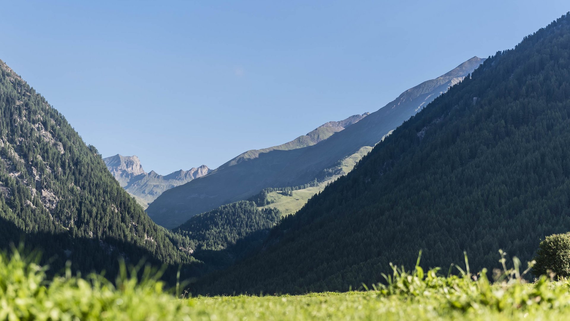 Vals: das Almendorf Das Bild zeigt eine grüne Berglandschaft mit zwei bewaldeten Berghängen, die sich in einem Tal treffen. Im Hintergrund sind höhere, felsige Berge zu sehen, die unter einem klaren blauen Himmel liegen.