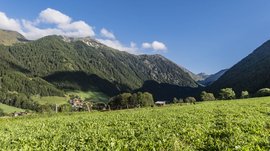 Vals: das Almendorf Das Bild zeigt eine weite grüne Wiese im Vordergrund, umgeben von hohen, dicht bewaldeten Bergen im Hintergrund. Über den Bergen ist ein klarer, blauer Himmel mit ein paar weißen Wolken zu sehen.