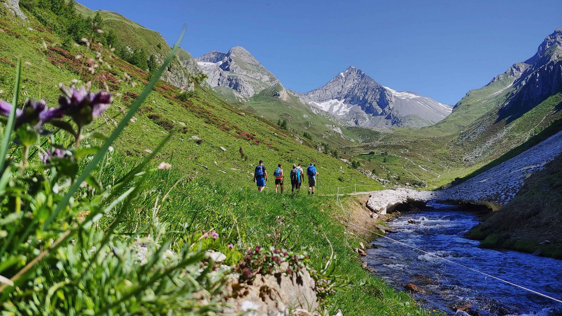 Willkommen in der Ferienregion Gitschberg Jochtal! Das Bild zeigt eine Gruppe von Wanderern, die auf einem schmalen Pfad durch ein grünes Tal gehen. Rechts im Bild fließt ein klarer Bergbach, und im Hintergrund erheben sich majestätische, schneebedeckte Berge unter einem strahlend blauen Himmel. Im Vordergrund sind bunte Blumen und Gräser zu sehen.
