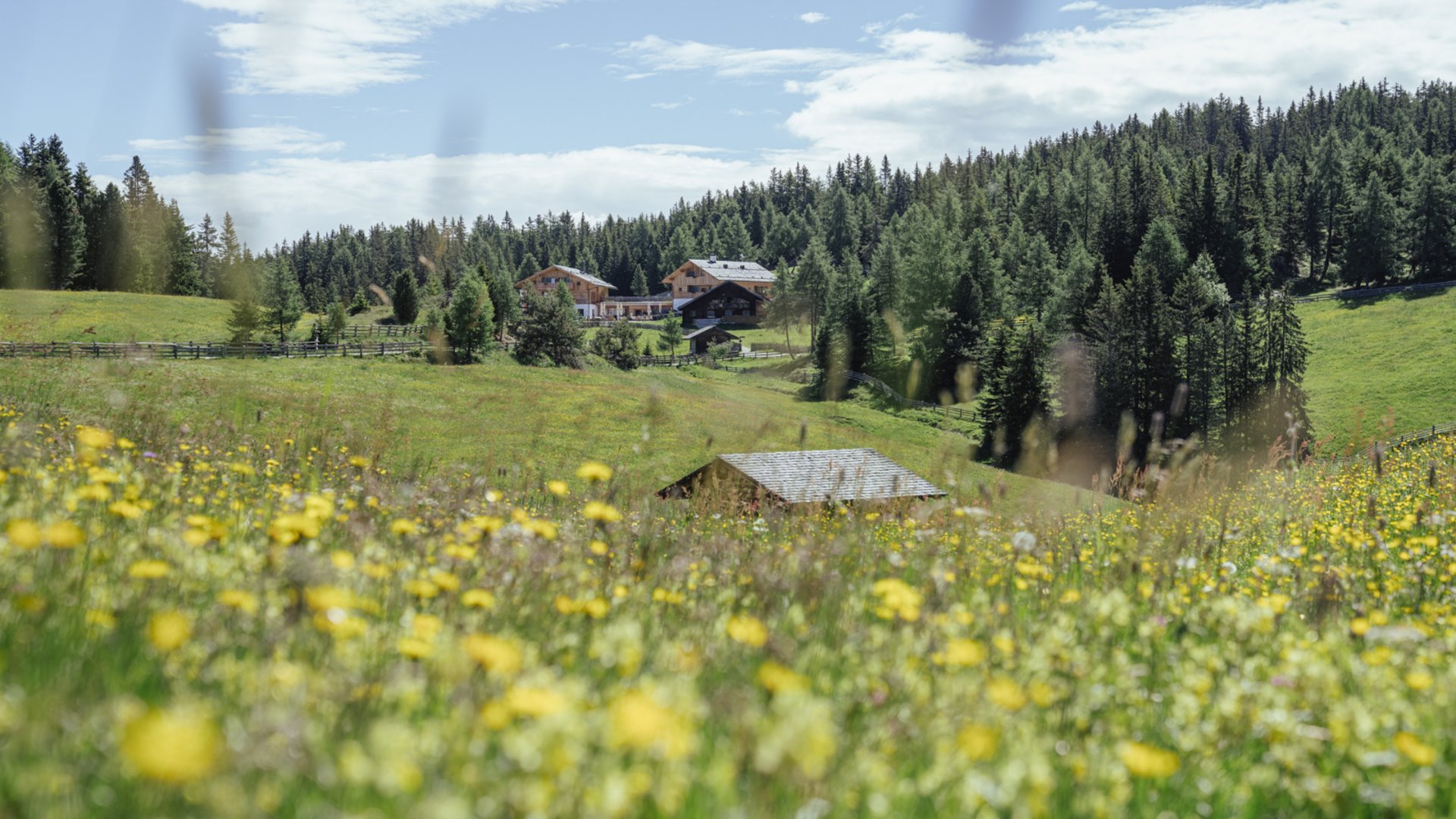 Willkommen in der Ferienregion Gitschberg Jochtal! Das Bild zeigt eine blühende Wiese mit gelben Blumen im Vordergrund, hinter der sich eine ländliche Landschaft mit Wäldern und einigen Holzhäusern erstreckt. Im Hintergrund sind dichte grüne Wälder und ein blauer Himmel mit einigen Wolken zu sehen.